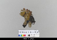 中國北京皮影藏品圖，第2張
